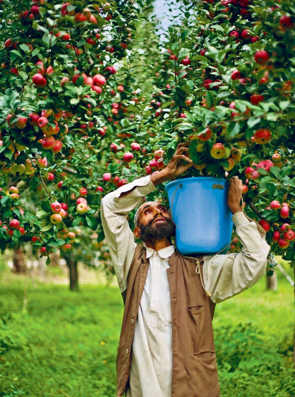 Punjab’s Fruit Farmers’ Plea for Relief as 20% FED on Fruit Juices Chokes Rural Economy