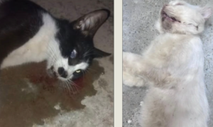 A woman in Clifton, Karachi, is reportedly throwing cats from the eighth floor and poisoning their food